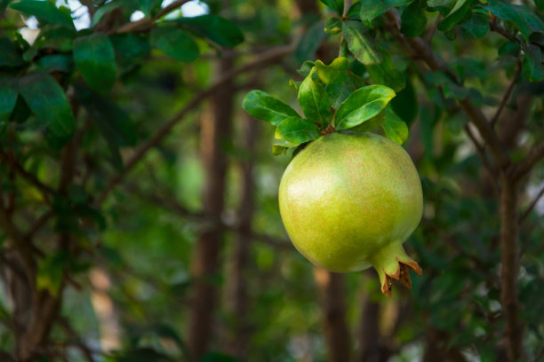 成熟的石榴果实在树枝上。自然背景。有选择性的重点图片下载