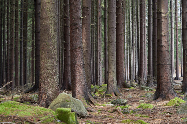 云杉风景优美。晴天的云杉森林。地上有针、苔藓和岩石。图片下载