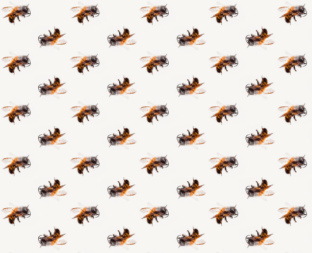 蜜蜂模式宏观图片下载