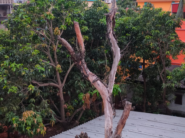 一棵没有叶子的老芒果树在新芒果树前面图片下载