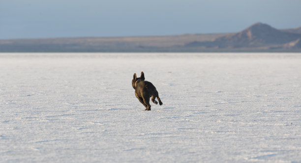 在盐滩上奔跑的法国斗牛犬图片下载