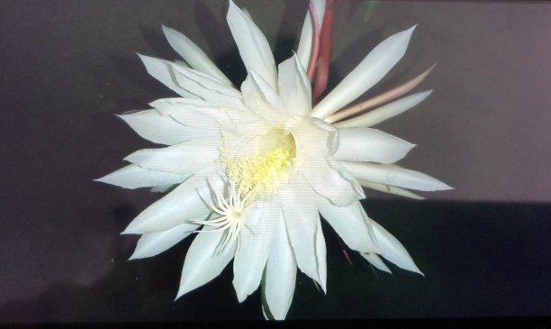 罕见的花图片下载