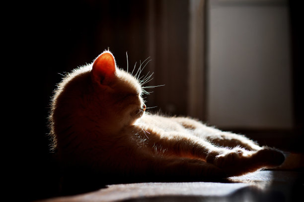 家猫躺在地板上晒太阳图片下载
