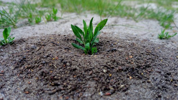 新鲜的绿色水仙花生长在花园的地面上图片下载