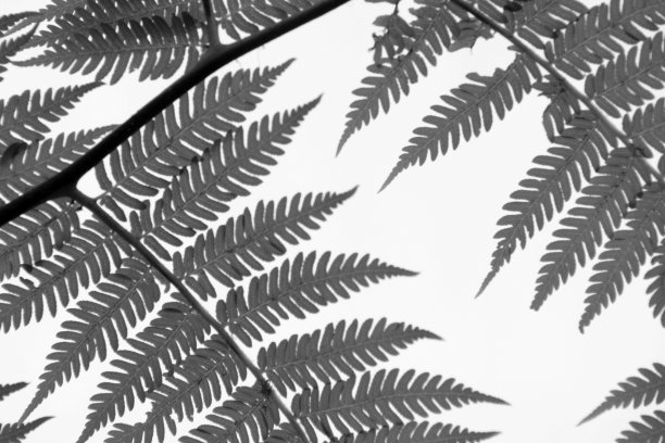 蕨类植物剪影图片下载