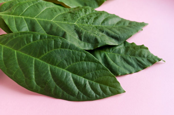 绿色的牛油果叶子在粉红色的背景上图片下载