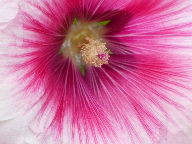 萨沃伊圣索林阿尔夫附近的十字图片下载