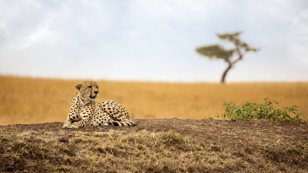 在马赛马拉的一个土堆上，猎豹在观望图片下载