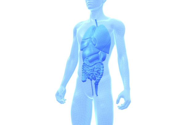 人体，内脏器官，医学三维模型图片下载