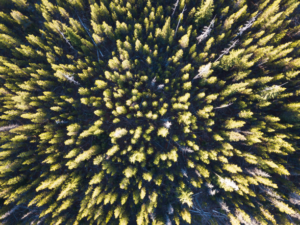 无人机拍摄的绿色夏季森林清晨照片。温暖的阳光洒满森林，景色优美图片下载