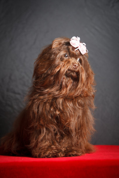 美丽的俄罗斯女性哈巴狗，坐在一个灰红色的背景，室内，在一个照相馆图片下载