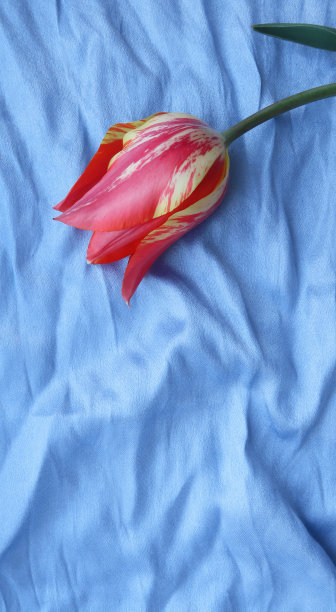 蓝色丝绸上的郁金香花图片下载