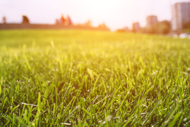 夏天模糊的背景与草坪的景色。图片下载