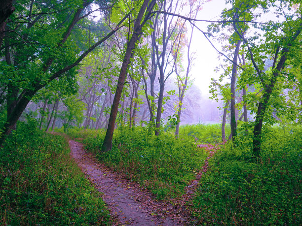 夏日的森林里有雾，有小路图片下载