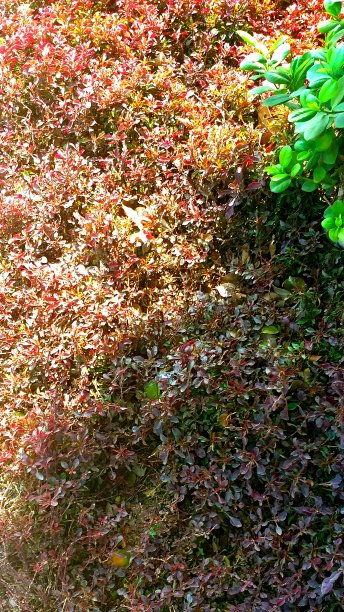 室外花园中红色灌木的美丽照片图片下载