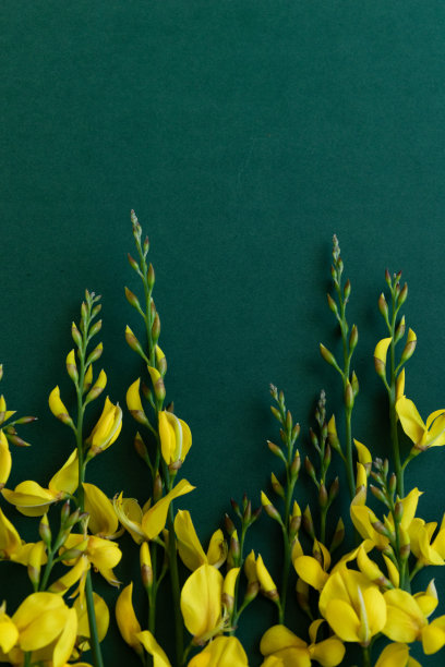 黄花金雀花在蓝绿色的背景上，平铺着花卉主题图片下载