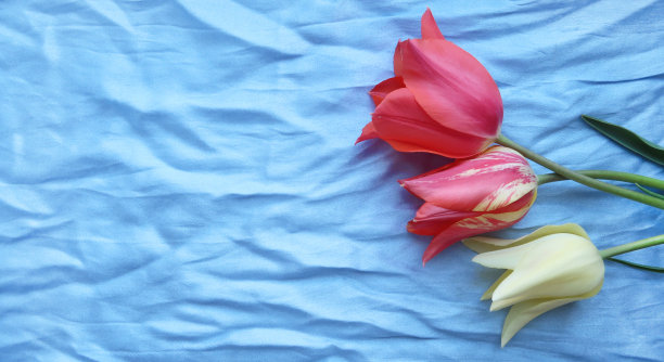 蓝色丝绸上的郁金香花图片下载
