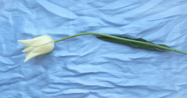 蓝色丝绸上的郁金香花图片下载