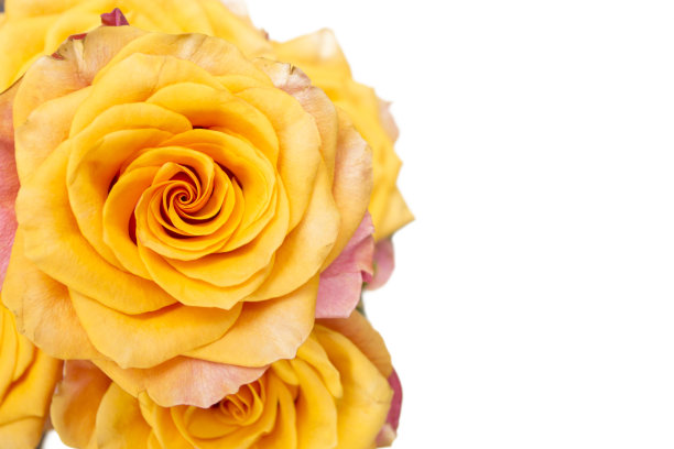 孤立在白色背景上的黄色玫瑰。图片下载