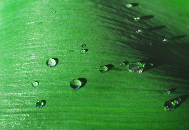 雨点在绿色花园植物叶子雨后的微距照片。热带自然和夏季清新的概念。图片下载