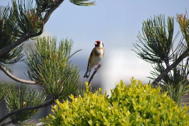 金翅雀图片下载