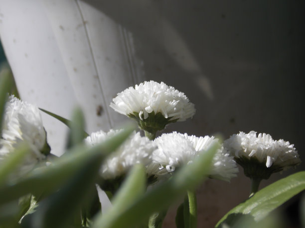 白色Annual-aster特写图片下载