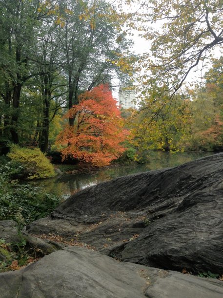 秋天的中央公园图片下载