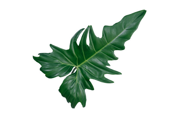 绿叶做背景和墙纸素材图片