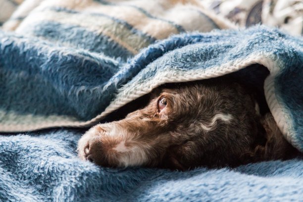 狗在表图片下载
