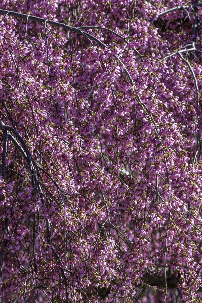 蟹苹果花图片下载