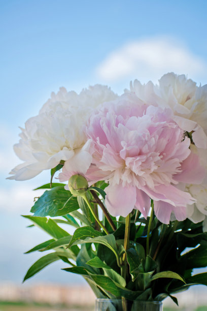 一束白粉相间的牡丹，映衬着蓝天。精致的白色和粉色牡丹。图片下载