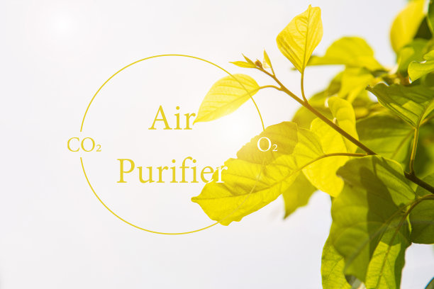 低角度观看热带绿叶对天空图片下载