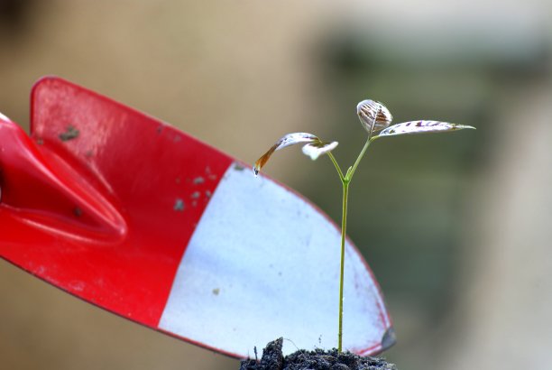 选择对焦图片手用勺子植物是种植在土壤中的幼苗在蓝色塑料托盘，抽象软焦点背景图片下载
