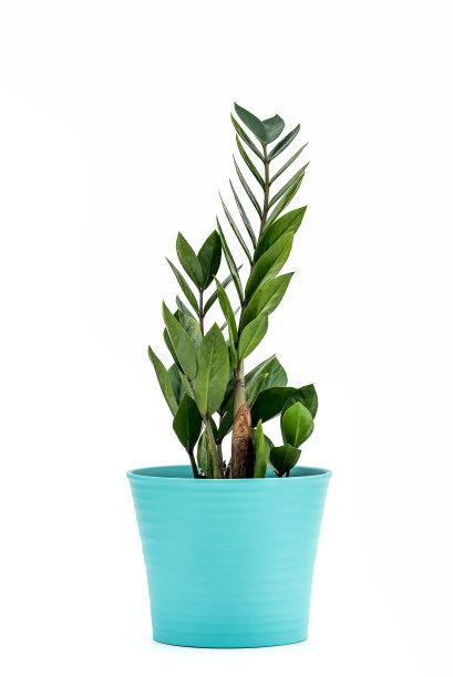 桑给巴尔宝石，Zamiokulkas或Zamia -室内植物在花盆上的白色背景图片下载