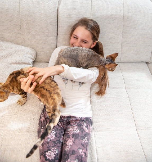 高角度的快乐小女孩笑，而德文郡雷克斯小猫爬上她的股票照片图片下载
