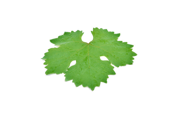 葡萄叶子上孤立着露珠，呈白色图片下载