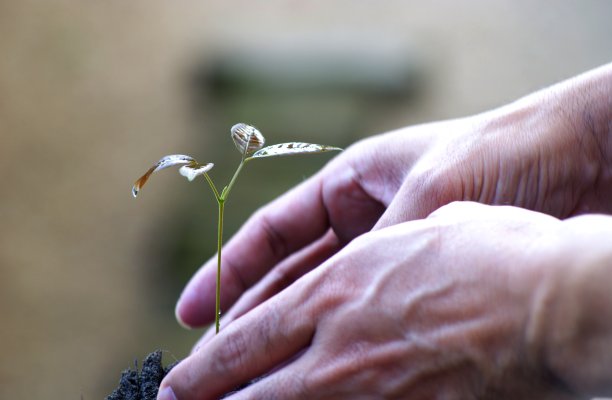 选择对焦图片手用勺子植物是种植在土壤中的幼苗在蓝色塑料托盘，抽象软焦点背景图片下载