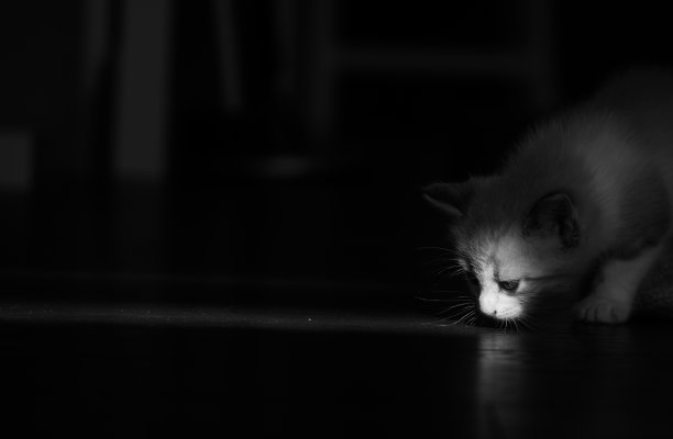 黑色背景上的一只可爱的白绒绒的小猫的黑白照片图片下载