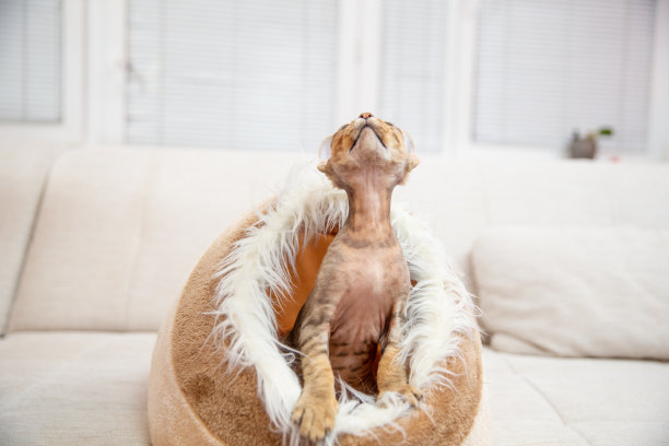 古玩德文郡雷克斯猫调皮地看着坐在毛茸茸的猫床上的照片图片下载