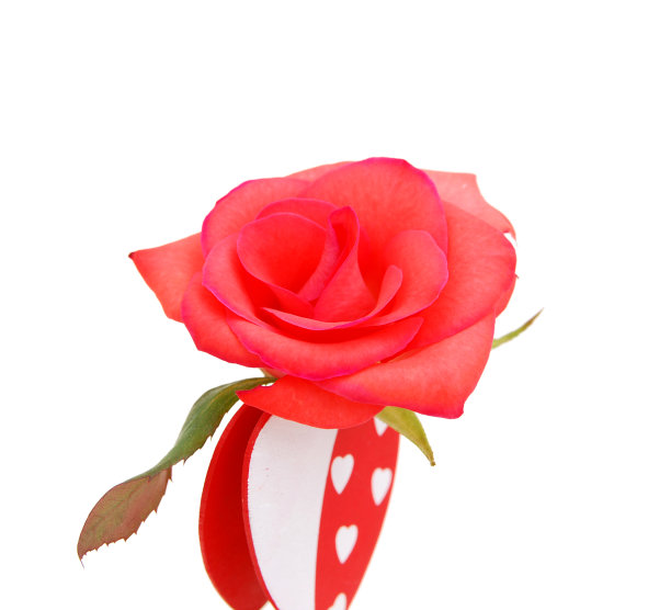 粉色玫瑰图片下载