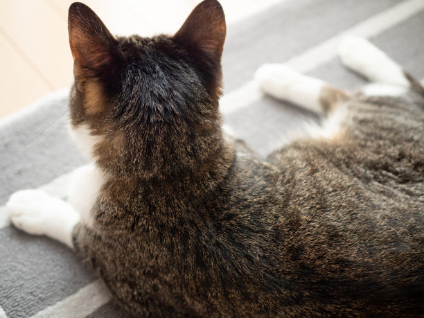 猫坐在地毯上图片下载