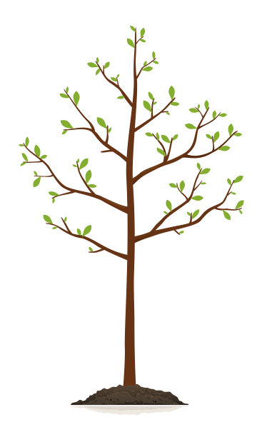 幼树孤立插图图片下载
