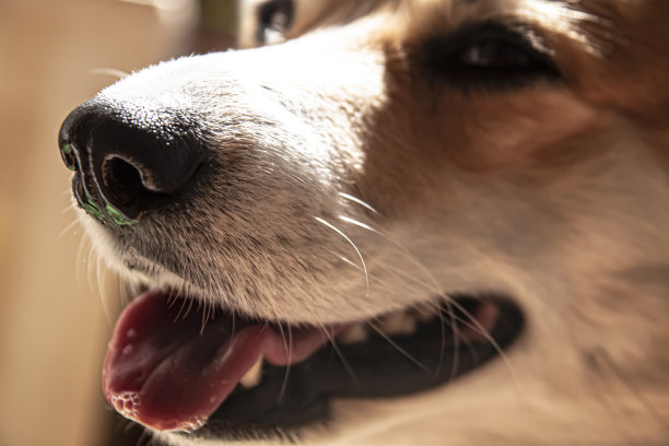近距离观察威尔士柯基犬的黑鼻子。在阳光明媚的一天。美丽的漫画动物。兽医牙科护理的概念。图片下载