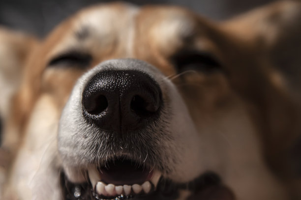 近距离观察威尔士柯基犬的黑鼻子。在阳光明媚的一天。美丽的漫画动物。兽医牙科护理的概念。图片下载