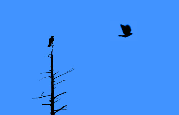 鸟在树上和鸟飞走在蓝色的背景图片下载