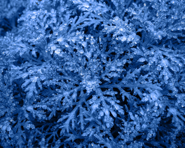 长满绿叶的灌木被一层冰冻的冰雪覆盖着。冬季自然纹理图片下载