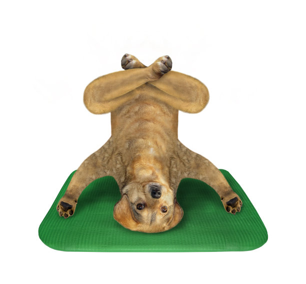 狗在绿色垫子上做倒立图片下载