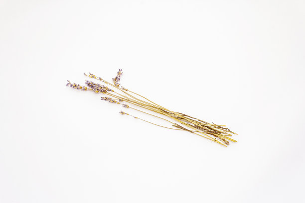 孤立在白色上的干草本和花图片下载