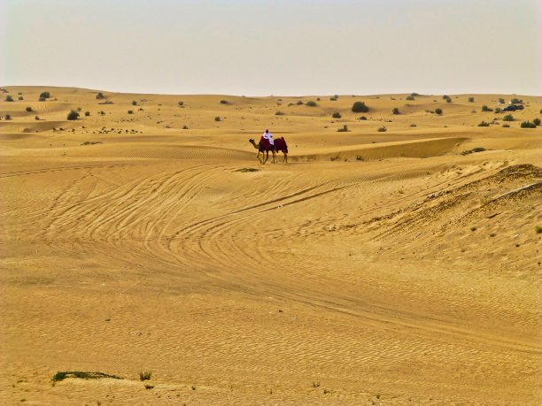 在迪拜附近沙漠骑骆驼的男人图片下载