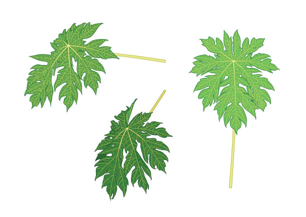 青叶木瓜鲜抽象分离上白底插图载体图片下载